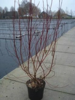Bonte Kornoelje (Cornus Alba 'Elegantissima') -DIRECTPLANT Winkel 20130214103250 3