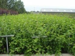 Kornoelje (Cornus Alba 'Sibirica') -DIRECTPLANT Winkel 20130214103528 6