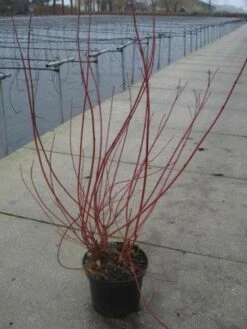 Kornoelje (Cornus Alba 'Sibirica') -DIRECTPLANT Winkel 20130214103537 6 1