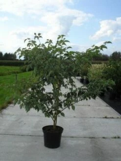 Reuzenkornoelje (Cornus Controversa 'Variegata')