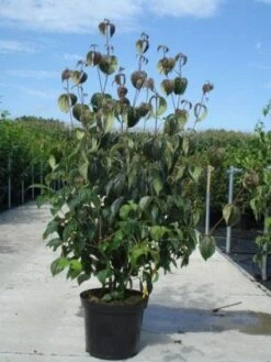 Kornoelje (Cornus Kousa 'China Girl') 27 Kornoelje (Cornus Kousa 'China Girl') -DIRECTPLANT Winkel 20130214104328 8 1