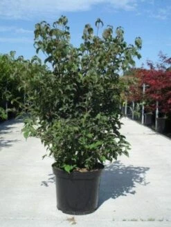 Japanse Kornoelje (Cornus Kousa) -DIRECTPLANT Winkel 20130214105009 24 12 12 1