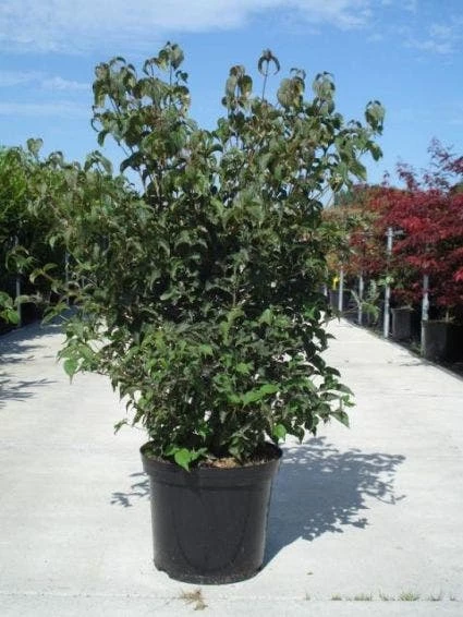 Japanse Kornoelje (Cornus Kousa) 6 Japanse Kornoelje (Cornus Kousa) - Afbeelding 4