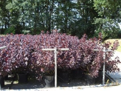 Pruikenboom Als Struik (Cotinus Coggygria 'Royal Purple') 3 Pruikenboom Als Struik (Cotinus Coggygria 'Royal Purple')