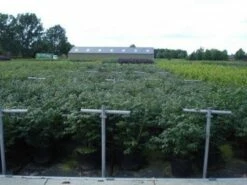 Kardinaalshoed (Euonymus Alatus 'Compactus') -DIRECTPLANT Winkel 20130214112611 12