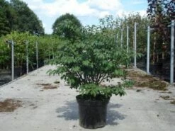 Kardinaalshoed (Euonymus Alatus 'Compactus') -DIRECTPLANT Winkel 20130214112624 12