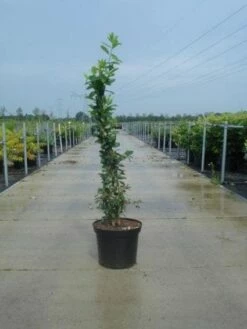 Exochorda (Exochorda Macrantha 'The Bride') -DIRECTPLANT Winkel 20130214113236 12 6 6