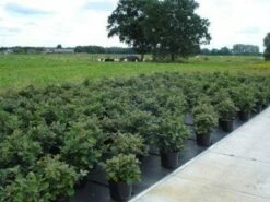 Flessenborstelstruik (Fothergilla Major) -DIRECTPLANT Winkel 20130214113539 6