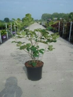 Toverhazelaar (Hamamelis Intermedia 'Diane') 9 Toverhazelaar (Hamamelis Intermedia 'Diane') -DIRECTPLANT Winkel 20130214114113 18 9 9