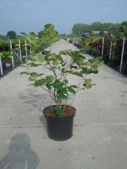 Toverhazelaar (Hamamelis Intermedia 'Diane') 5 Toverhazelaar (Hamamelis Intermedia 'Diane') - Afbeelding 3