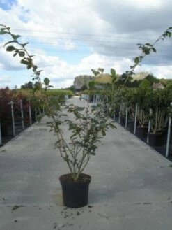 Toverhazelaar (Hamamelis Intermedia 'Jelena') -DIRECTPLANT Winkel 20130214114339 14 7 7