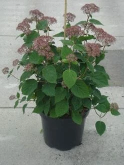 Hortensia (Hydrangea 'Pink Annabelle') -DIRECTPLANT Winkel 20130214115155 1 1