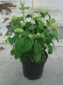 Hortensia (Hydrangea 'Strong Annabelle') -DIRECTPLANT Winkel 20130214115328 1