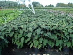 Fluweelhortensia (Hydrangea Aspera 'Macrophylla') -DIRECTPLANT Winkel 20130214115506 6