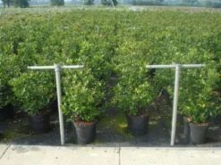 Blauwe Hulst (Ilex Meserveae 'Blue Prince') -DIRECTPLANT Winkel 20130214133905 10