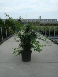 Kolkwitzia (Kolkwitzia Amabilis 'Pink Cloud') -DIRECTPLANT Winkel 20130214134309 10 5 5