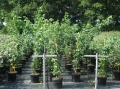 Gouden Regen, Struik (Laburnum Watereri 'Vossii') 12 Gouden Regen, Struik (Laburnum Watereri 'Vossii') -DIRECTPLANT Winkel 20130214134430 4