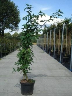 Gouden Regen, Struik (Laburnum Watereri 'Vossii') 11 Gouden Regen, Struik (Laburnum Watereri 'Vossii') -DIRECTPLANT Winkel 20130214134437 4