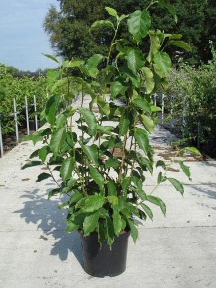 Beverboom (Magnolia Soulangeana) 5 Beverboom (Magnolia Soulangeana) - Afbeelding 3