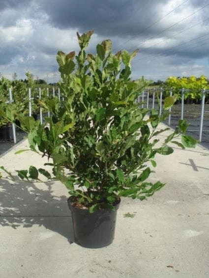 Stermagnolia (Magnolia Stellata) 9 Stermagnolia (Magnolia Stellata) - Afbeelding 7