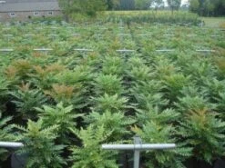 Mahoniestruik (Mahonia Media 'Winter Sun') -DIRECTPLANT Winkel 20130214142529 11 1