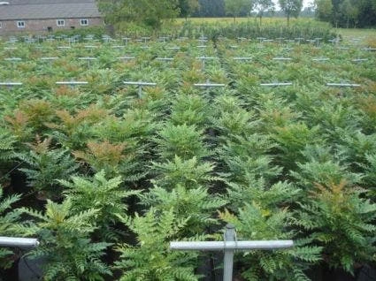 Mahoniestruik (Mahonia Media 'Winter Sun') 5 Mahoniestruik (Mahonia Media 'Winter Sun') - Afbeelding 3