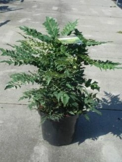 Mahoniestruik (Mahonia Media 'Winter Sun') -DIRECTPLANT Winkel 20130214142545 11 1