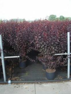 Rode Kerspruim Als Struik (Prunus Cerasifera 'Nigra') -DIRECTPLANT Winkel 20130214152249 8