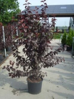 Rode Kerspruim Als Struik (Prunus Cerasifera 'Nigra') -DIRECTPLANT Winkel 20130214152257 8
