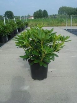 Rhododendron (Rhododendron Catawbiense 'Grandiflorum') -DIRECTPLANT Winkel 20130214153505 13