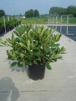 Rhododendron (Rhododendron 'Nova Zembla') -DIRECTPLANT Winkel 20130214153726 7 1