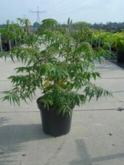 Fluweelboom, Struik (Rhus Typhina 'Dissecta' (Laciniata)) -DIRECTPLANT Winkel 20130214154112 5