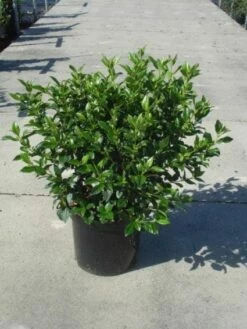 Groenblijvende Sneeuwbal (Viburnum Tinus 'Eve Price') -DIRECTPLANT Winkel 20130214161553 50 10 2