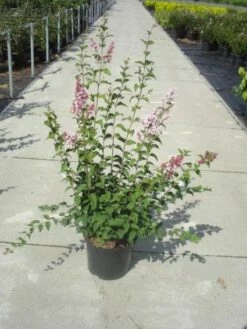 Sering (Syringa Microphylla 'Superba') -DIRECTPLANT Winkel 20130214162848 10