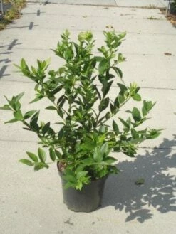 Bosbes (Vaccinium Corymbosum) -DIRECTPLANT Winkel 20130215091028 2