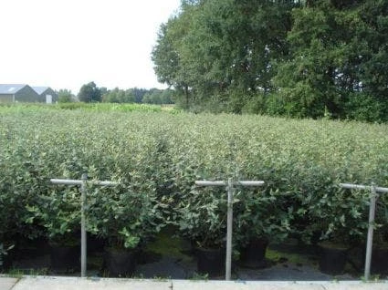 Sneeuwbal (Viburnum Burkwoodii) 4 Sneeuwbal (Viburnum Burkwoodii) - Afbeelding 2