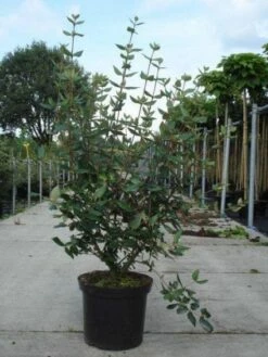 Sneeuwbal (Viburnum Burkwoodii)