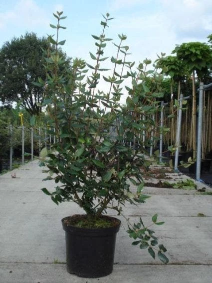 Sneeuwbal (Viburnum Burkwoodii) 3 Sneeuwbal (Viburnum Burkwoodii)