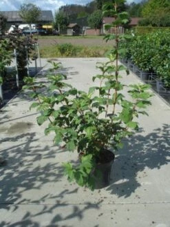 Sneeuwbal (Viburnum Opulus 'Roseum') -DIRECTPLANT Winkel 20130215100016 9 1