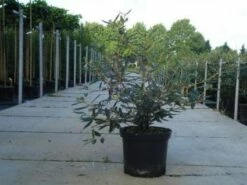 Sneeuwbal (Viburnum Bodnantense 'Dawn') -DIRECTPLANT Winkel 20130215100739 1 1