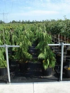 Cypres (Chamaecyparis Nootkatensis 'Pendula') -DIRECTPLANT Winkel 20130215102146 4