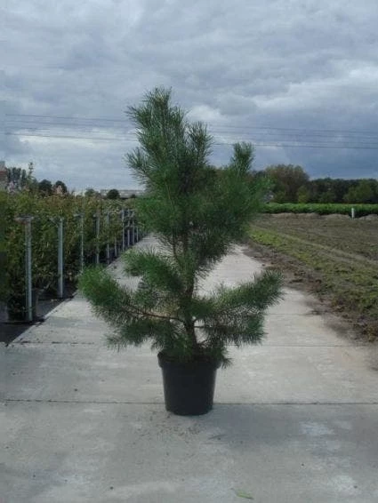 Grove Den, Solitair (Pinus Sylvestris) 7 Grove Den, Solitair (Pinus Sylvestris) - Afbeelding 5
