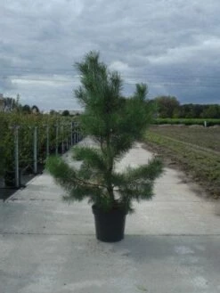 Grove Den, Solitair (Pinus Sylvestris) -DIRECTPLANT Winkel 20130215102527 18 2