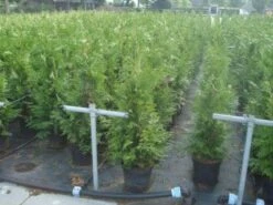 Reuzenlevensboom (Thuja Plicata 'Excelsa') -DIRECTPLANT Winkel 20130215102918 9 1