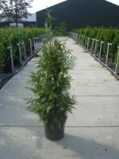 Reuzenlevensboom (Thuja Plicata 'Excelsa') -DIRECTPLANT Winkel 20130215102927 9