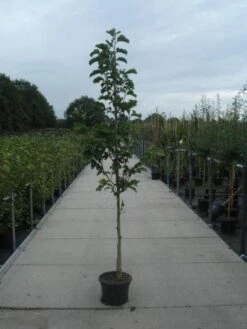 Beverboom (Magnolia Kobus) -DIRECTPLANT Winkel 20130215115339 7