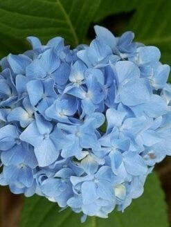 Hortensia Blauw (Hydrangea 'Forever&Ever')