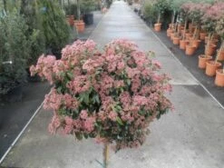 Sneeuwbal Op Stam (Viburnum Tinus 'Eve Price') -DIRECTPLANT Winkel 20130316135136 4 1