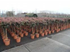 Sneeuwbal Op Stam (Viburnum Tinus 'Eve Price') -DIRECTPLANT Winkel 20130316135155 4 1