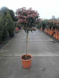 Sneeuwbal Op Stam (Viburnum Tinus 'Eve Price') -DIRECTPLANT Winkel 20130316135206 4